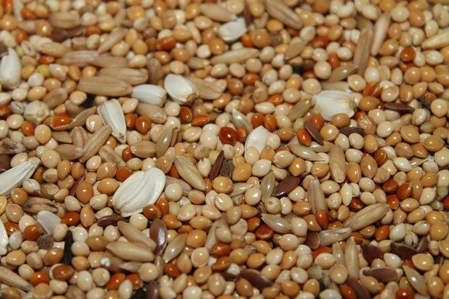 Descărcare gratuită Grain Grains Seeds - fotografie sau imagini gratuite pentru a fi editate cu editorul de imagini online GIMP