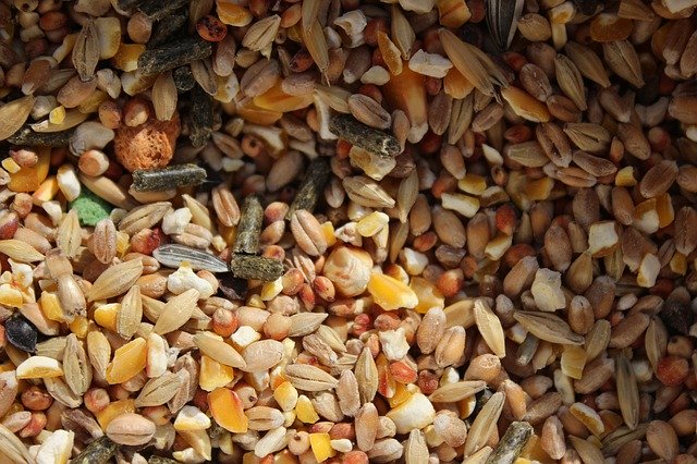 Free download Grains Food Texture -  free photo or picture to be edited with GIMP online image editor