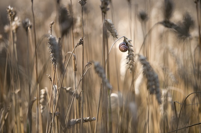 Free download grain snail wheat barley field free picture to be edited with GIMP free online image editor
