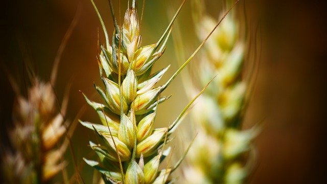 Free download Grains Rye Wheat -  free photo or picture to be edited with GIMP online image editor