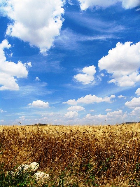 Free download Grain Wheat Agriculture -  free photo or picture to be edited with GIMP online image editor