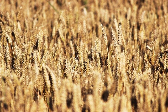 Gratis download Grain Wheat Field Of - gratis foto of afbeelding om te bewerken met GIMP online afbeeldingseditor