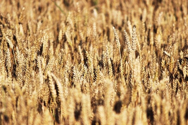 Free download Grain Wheat Field Of -  free photo or picture to be edited with GIMP online image editor