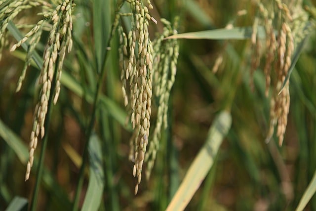 Free download grain wheat field rural organic free picture to be edited with GIMP free online image editor
