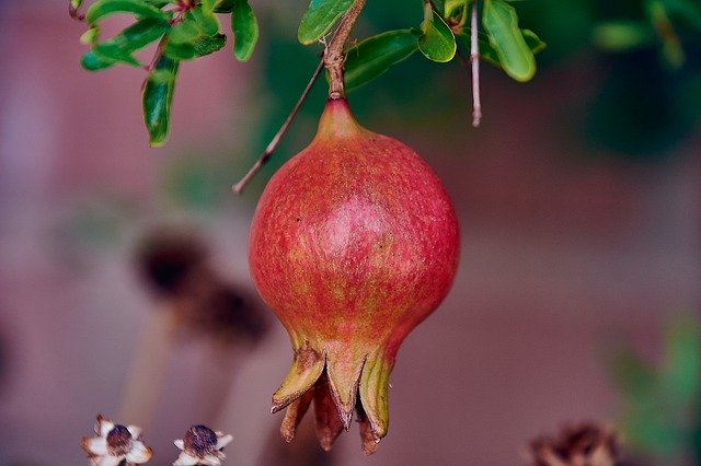 Descărcare gratuită Granada Fruit Red - fotografie sau imagine gratuită pentru a fi editată cu editorul de imagini online GIMP