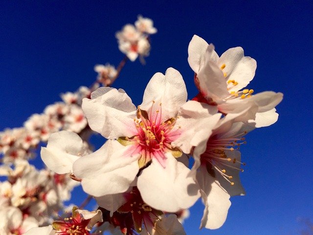 Скачать бесплатно Gran Canaria Flowers Nature - бесплатное фото или изображение для редактирования с помощью онлайн-редактора GIMP
