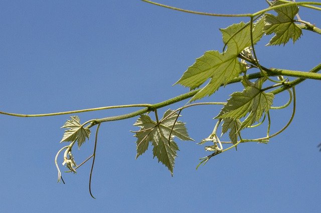 הורדה חינם Grape Comma Foliage - תמונה או תמונה בחינם לעריכה עם עורך התמונות המקוון GIMP