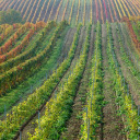 Grape fields  screen for extension Chrome web store in OffiDocs Chromium