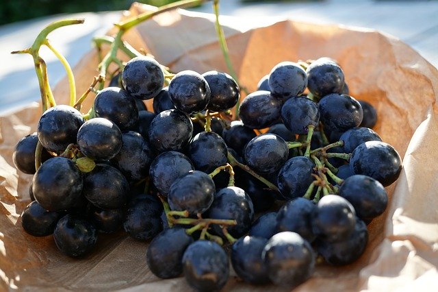 무료 다운로드 Grape Grapes Blue - 무료 사진 또는 김프 온라인 이미지 편집기로 편집할 수 있는 사진