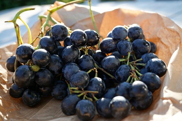 Безкоштовно завантажте Grape Grapes Blue - безкоштовну фотографію або зображення для редагування за допомогою онлайн-редактора зображень GIMP