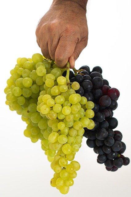Unduh gratis Grape Green Fruit - foto atau gambar gratis untuk diedit dengan editor gambar online GIMP