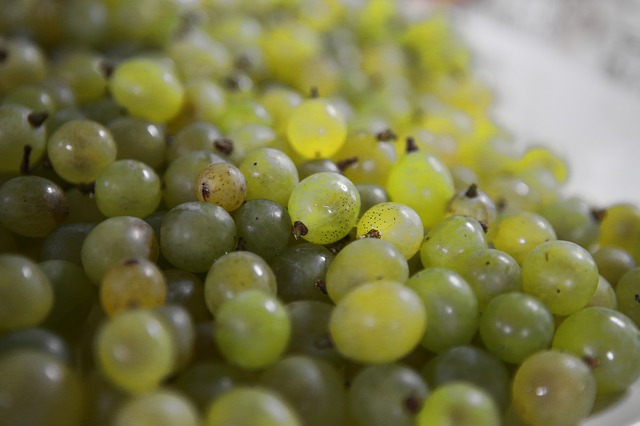 Muat turun percuma gambar percuma buah anggur hijau anggur hijau muda untuk diedit dengan editor imej dalam talian percuma GIMP