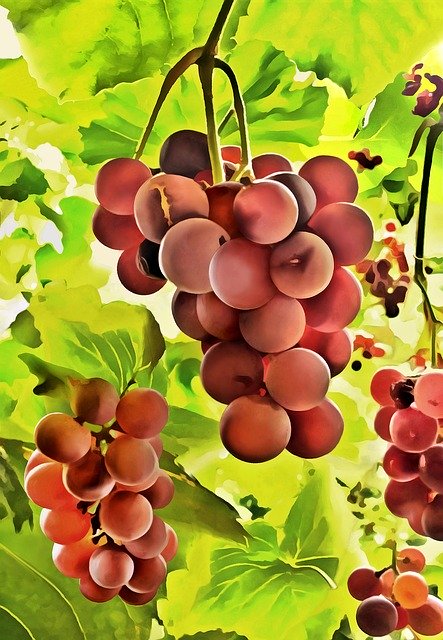 Free download Grape Harvest Nature Figure -  free illustration to be edited with GIMP free online image editor