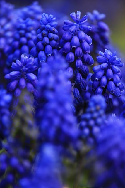 Free download grape hyacinth blue flowers hyacinth free picture to be edited with GIMP free online image editor