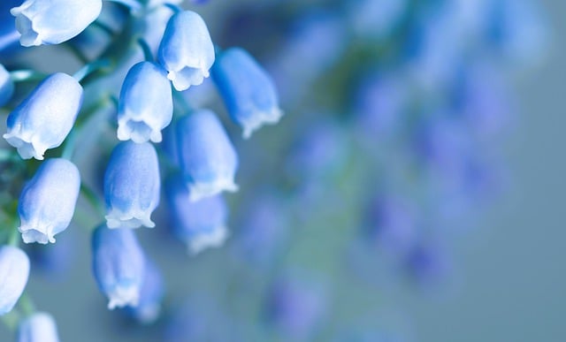 Free download grape hyacinth flowers plant free picture to be edited with GIMP free online image editor