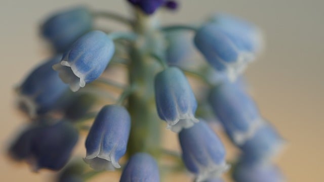 Free download grape hyacinth hyacinth spring free picture to be edited with GIMP free online image editor