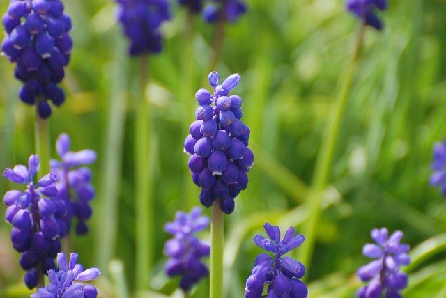Free download Grape Hyacinths Blue Flowers -  free photo or picture to be edited with GIMP online image editor