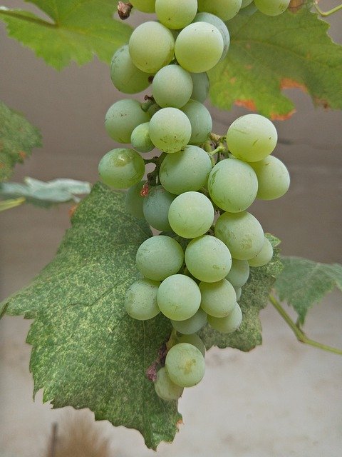 Free picture Grape Plant Green -  to be edited by GIMP free image editor by OffiDocs