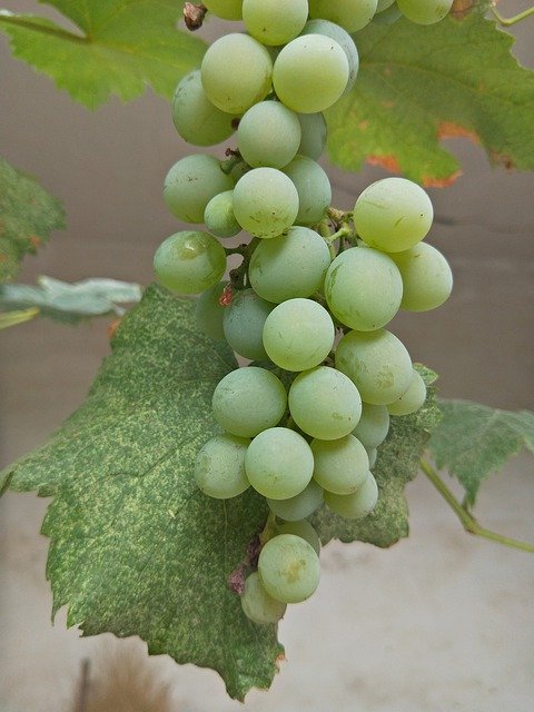 Free download Grape Plant Green -  free photo or picture to be edited with GIMP online image editor