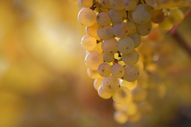 Free graphic grapes fall autumn colors autumnal to be edited by GIMP free image editor by OffiDocs