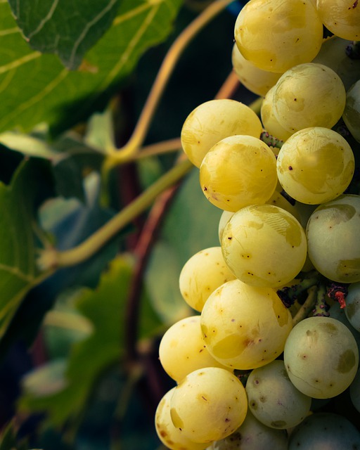 Free graphic grapes fall fruits agriculture to be edited by GIMP free image editor by OffiDocs