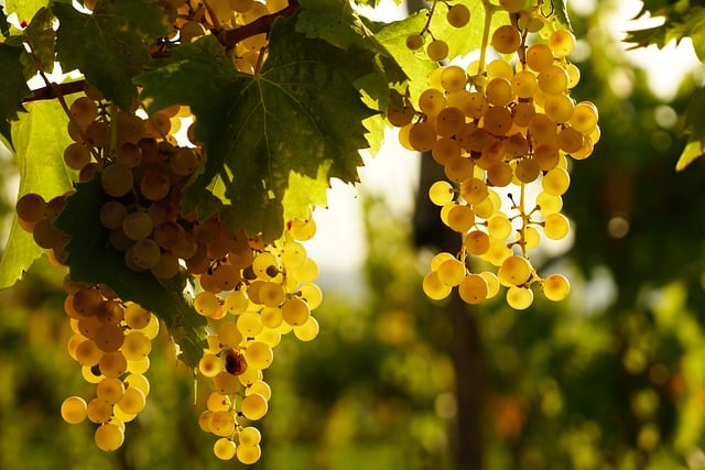 Kostenloser Download von Weintrauben, fallenden Weinrebenfrüchten, kostenloses Bild zur Bearbeitung mit dem kostenlosen Online-Bildeditor GIMP