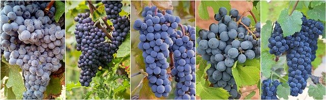 Free download Grapes Food Collage -  free illustration to be edited with GIMP free online image editor