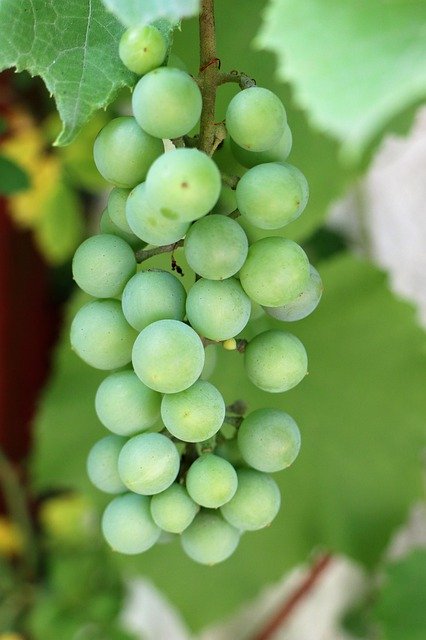 Free download Grapes Fruit Garden -  free photo or picture to be edited with GIMP online image editor