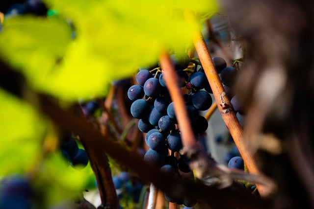 Free download grapes fruit nature free picture to be edited with GIMP free online image editor