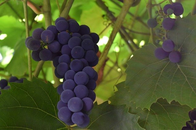 Free download Grapes Garden Summer -  free photo or picture to be edited with GIMP online image editor