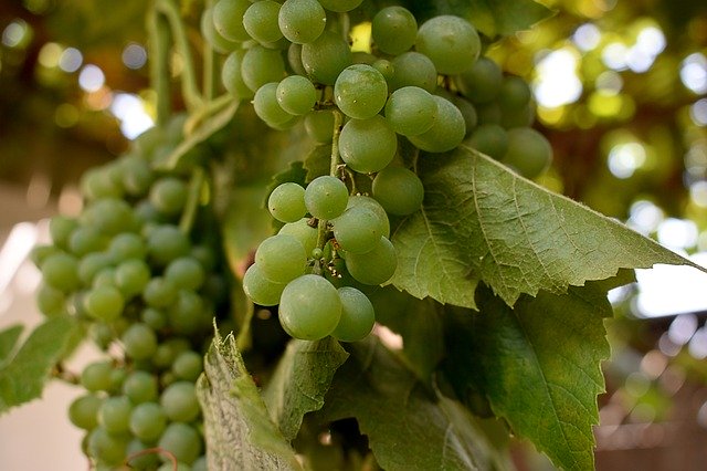 Free download Grapes Grape Vine -  free photo or picture to be edited with GIMP online image editor
