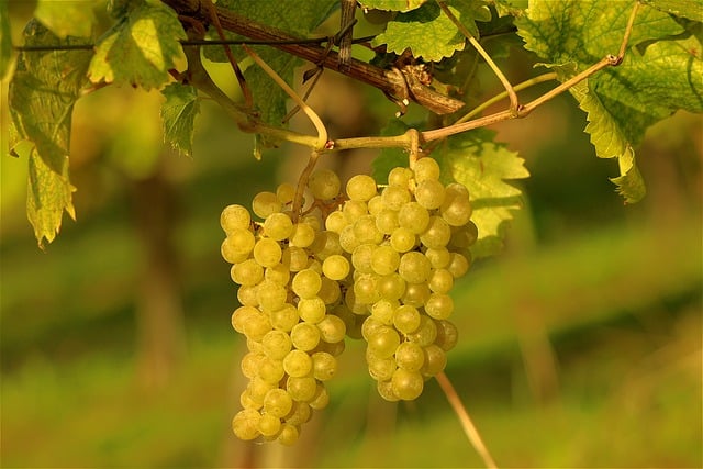 Téléchargement gratuit d'une image gratuite de raisins, vignes, viticulture, à modifier avec l'éditeur d'images en ligne gratuit GIMP