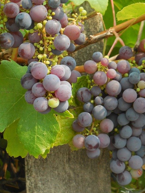 Gratis download Grapes Grapevine Vine gratis fotosjabloon om te bewerken met GIMP online afbeeldingseditor
