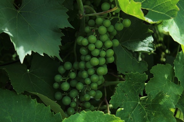 Free download grapes green fruits farming leaves free picture to be edited with GIMP free online image editor