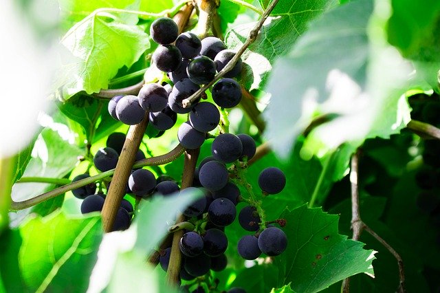 Unduh gratis Grapes Greens Foliage - foto atau gambar gratis untuk diedit dengan editor gambar online GIMP