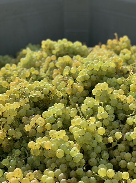 ดาวน์โหลด Grapes Harvest Fruit ฟรี - รูปถ่ายหรือรูปภาพฟรีที่จะแก้ไขด้วยโปรแกรมแก้ไขรูปภาพออนไลน์ GIMP