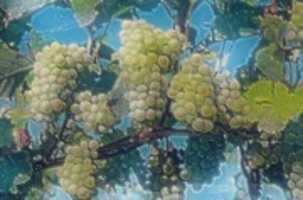 Free download Grapes free photo or picture to be edited with GIMP online image editor