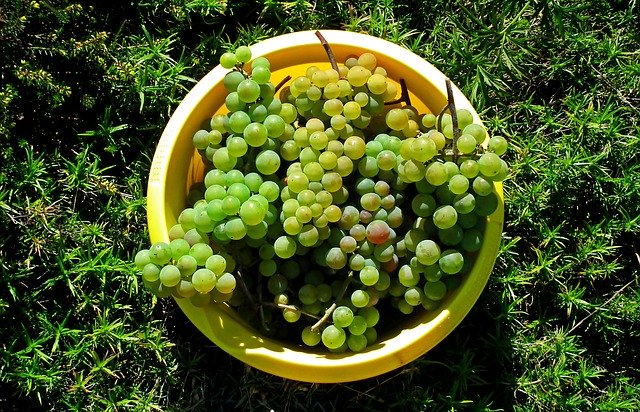 Free download Grapes Mature Fruit The -  free photo or picture to be edited with GIMP online image editor