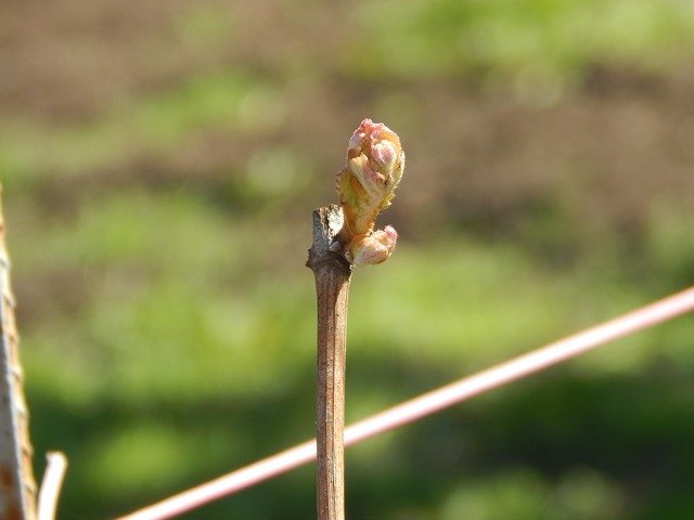 Bezpłatne pobieranie Grapes Nature - darmowe zdjęcie lub obraz do edycji za pomocą internetowego edytora obrazów GIMP