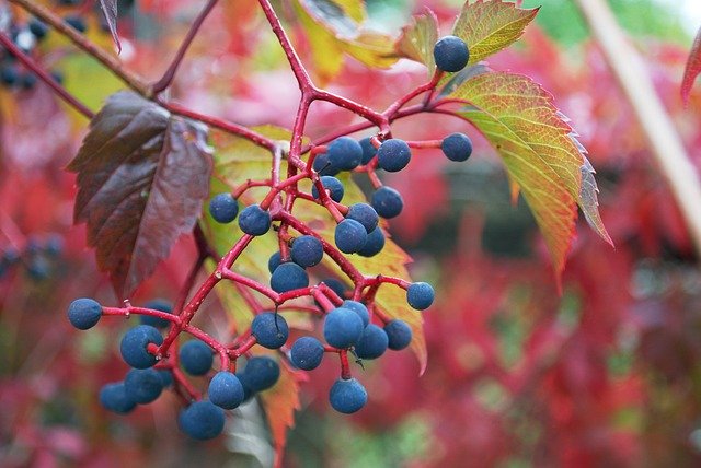 Free download Grapes Nature Leaves Wild -  free photo or picture to be edited with GIMP online image editor