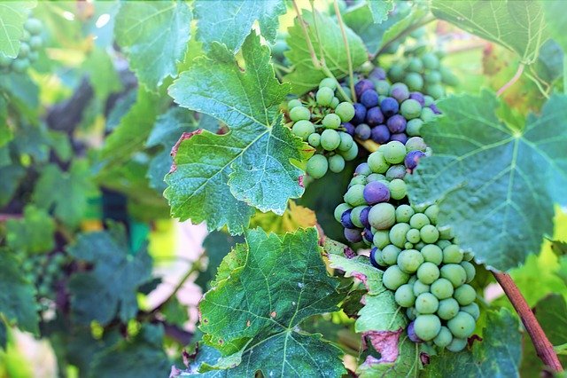 ดาวน์โหลดฟรี Grapes Purple Green - ภาพถ่ายหรือรูปภาพที่จะแก้ไขด้วยโปรแกรมแก้ไขรูปภาพออนไลน์ GIMP ได้ฟรี