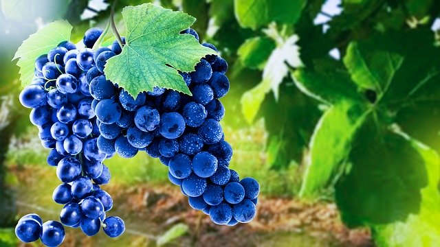 Muat turun percuma Grapes Sunbeam Fruit - foto atau gambar percuma untuk diedit dengan editor imej dalam talian GIMP