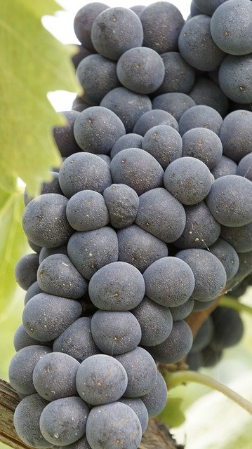 Gratis download Grapes Vines Vineyard - gratis foto of afbeelding om te bewerken met GIMP online afbeeldingseditor