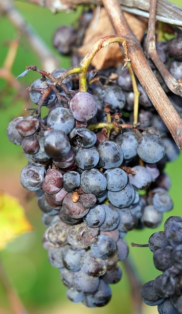 Free download grapes vineyard fruits harvest free picture to be edited with GIMP free online image editor