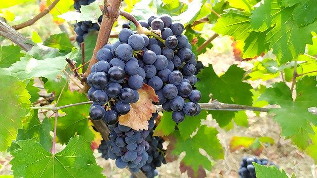 Free picture Grapes Vineyard Grape -  to be edited by GIMP free image editor by OffiDocs