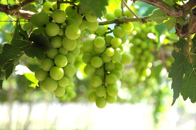 Free download Grapes Vineyard Ninh Thuan Bunches -  free photo or picture to be edited with GIMP online image editor