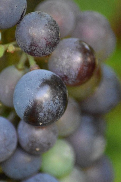 Free download Grapes Viticulture Fruits -  free photo or picture to be edited with GIMP online image editor