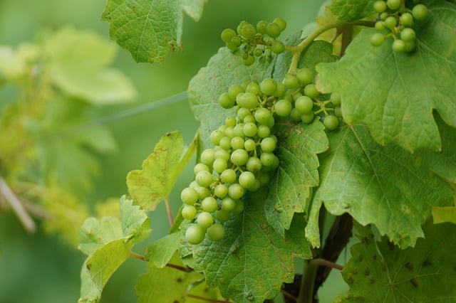 Free download grapes wine grapevine vineyard free picture to be edited with GIMP free online image editor