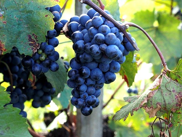 Gratis download Grapes Wine Leaf Vine - gratis foto of afbeelding om te bewerken met GIMP online afbeeldingseditor