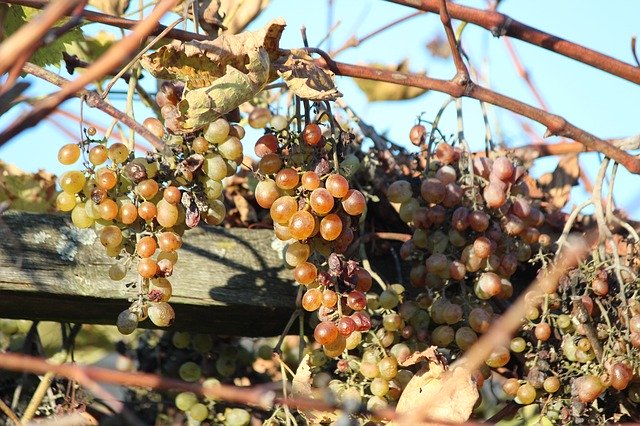 Free download Grapes Wine Vine -  free photo or picture to be edited with GIMP online image editor